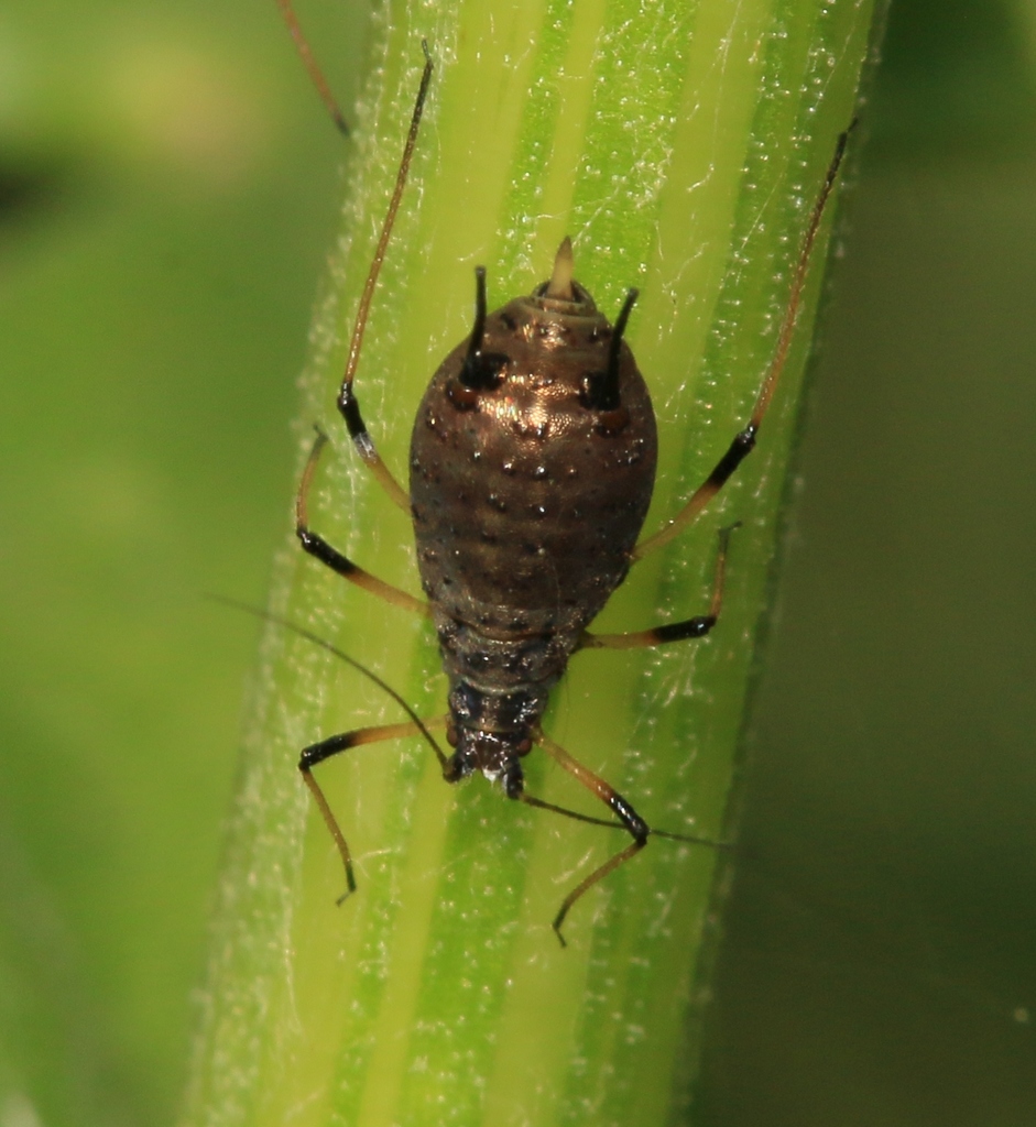 Large Thistle Aphid