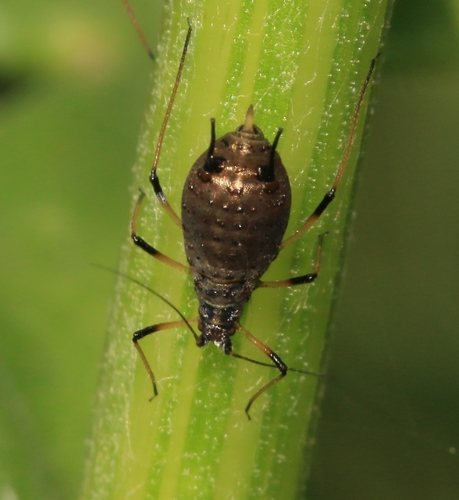 Large Thistle Aphid