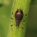 Large Thistle Aphid - Photo (c) S. Rae, some rights reserved (CC BY)