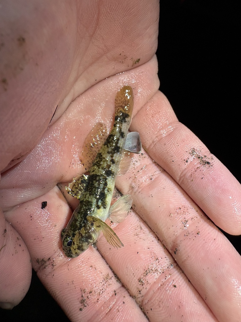 Dusky frill-goby