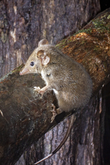 Antechinus stuartii