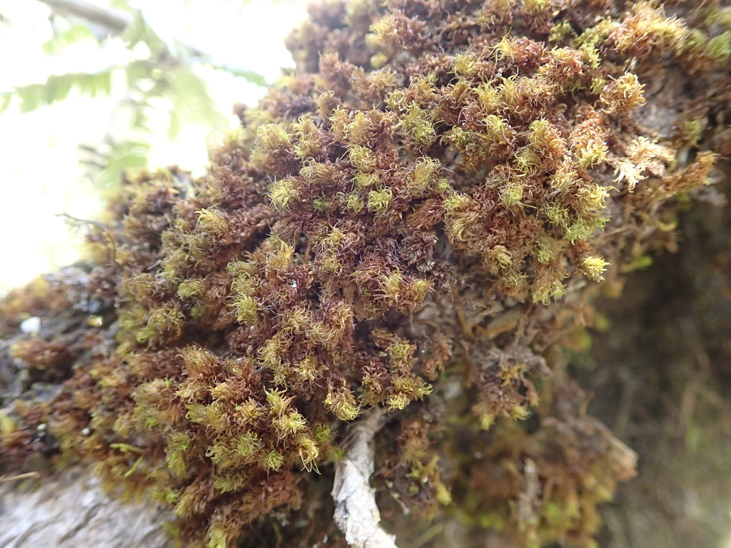 Macromitrium sulcatum