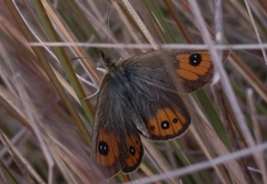 Argyrophenga janitae