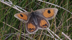 Argyrophenga janitae