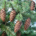 Coast Douglas-Fir - Photo (c) Wendy Feltham, some rights reserved (CC BY-NC), uploaded by Wendy Feltham