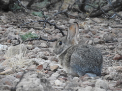Sylvilagus audubonii