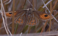 Argyrophenga janitae