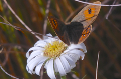 Argyrophenga janitae