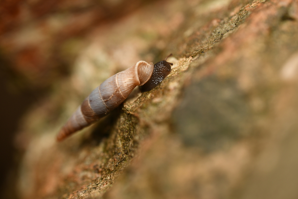 Albinaria supercarinata