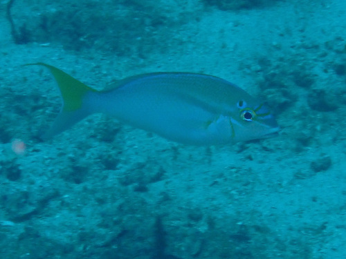 Bald-spot monocle bream (Scolopsis temporalis) — Nemipteridae