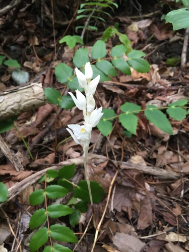 Phantom orchid (Cephalanthera austiniae)