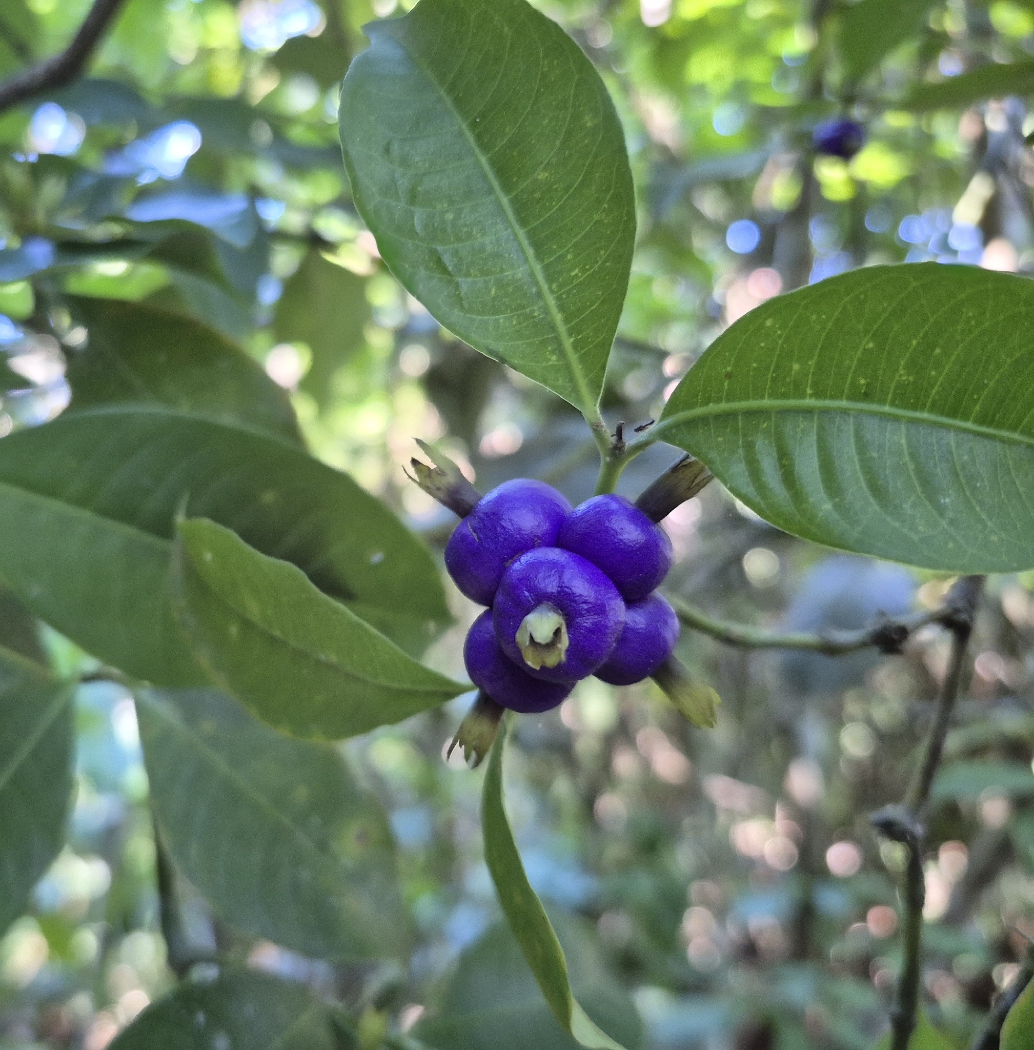 Psychotria suterella
