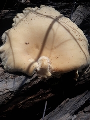 Cyclocybe parasitica