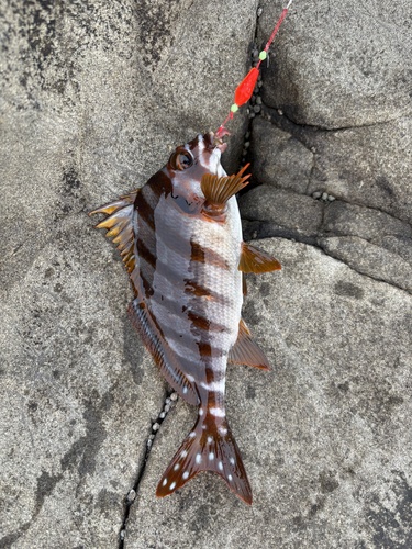 Spottedtail morwong (Cheilodactylus zonatus) — Cheilodactylidae — 3