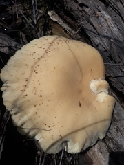 Cyclocybe parasitica