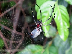 Nephila