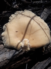 Cyclocybe parasitica