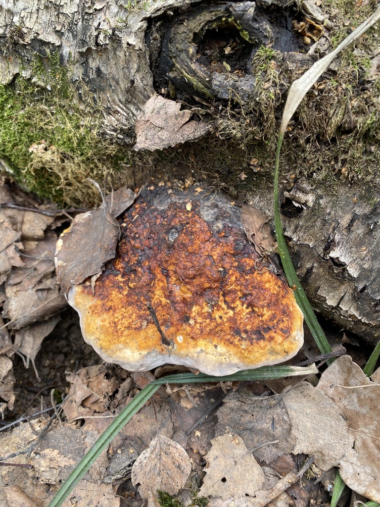 Fomitopsis pinicola · April 2026 · photo: © ilya_rudenko (iNaturalist, cc-by)