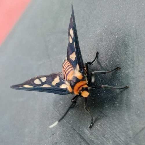 Amata huebneri
