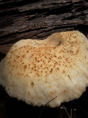 Cyclocybe parasitica