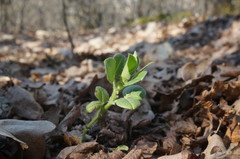 Vicia pannonica