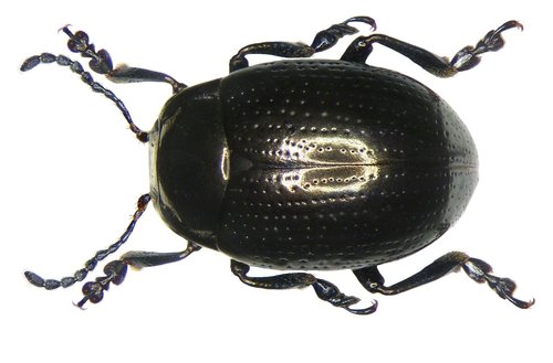 cow parsley leaf beetle, photo 3 of 7