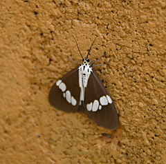 Nyctemera lacticinia