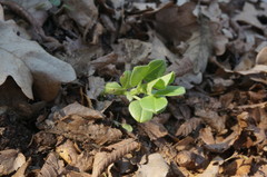 Vicia pannonica