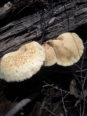 Cyclocybe parasitica