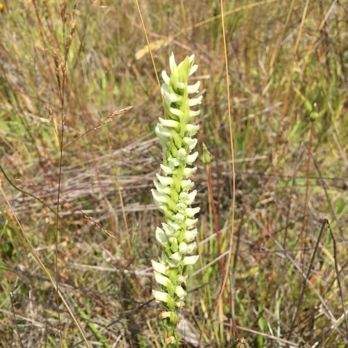 Hooded lady's tresses (Spiranthes romanzoffiana)