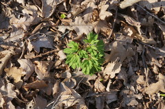 Physospermum cornubiense