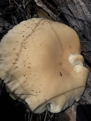 Cyclocybe parasitica