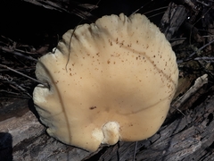 Cyclocybe parasitica