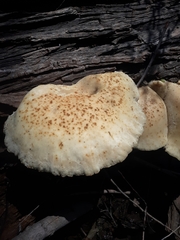 Cyclocybe parasitica