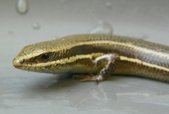 Marisora roatanae