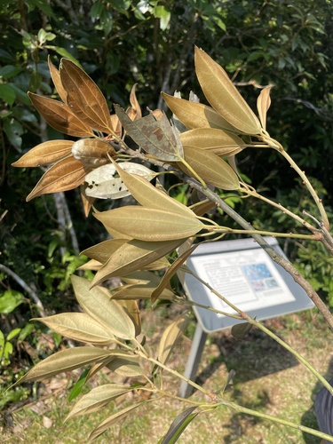 Neolitsea aurata observed 2026-04-18