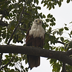 Haliastur indus