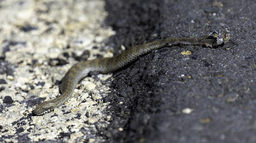 New Guinea Death Adder