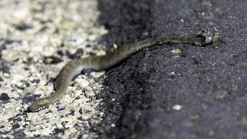 New Guinea Death Adder
