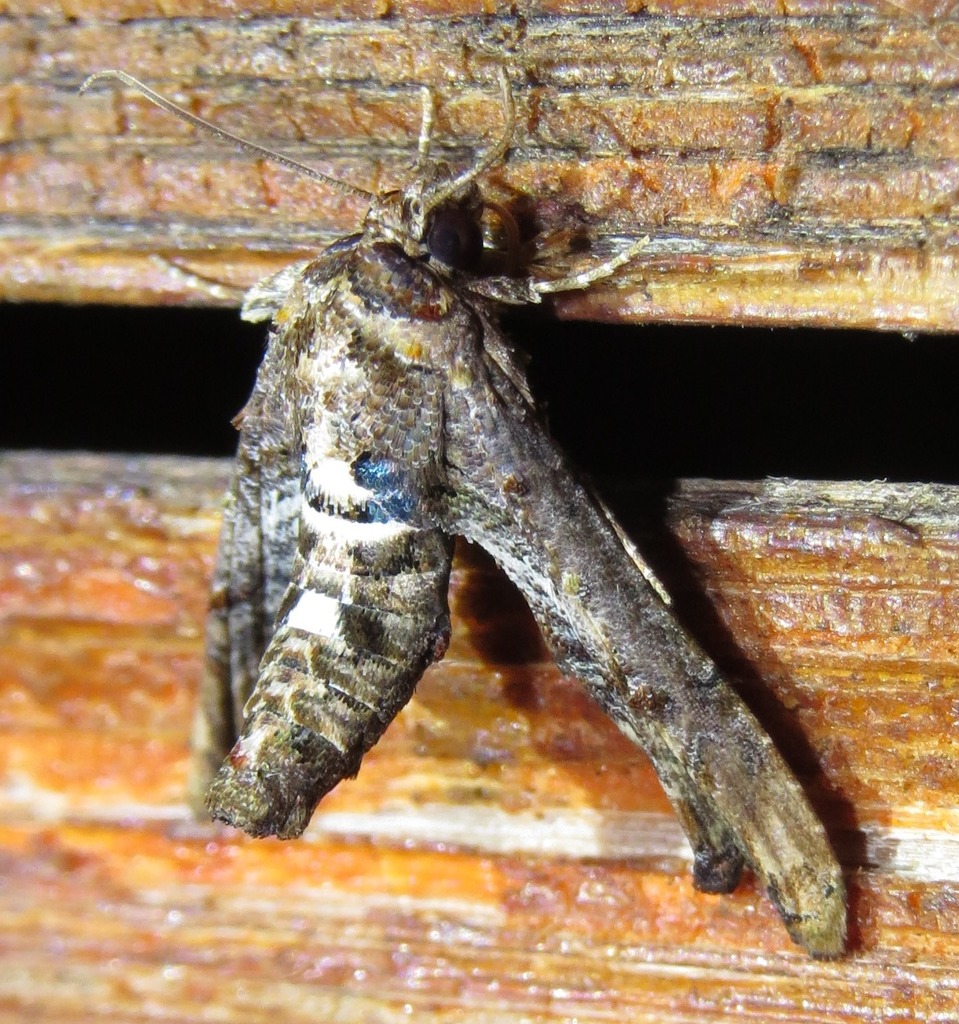 Marathyssa cuneata
