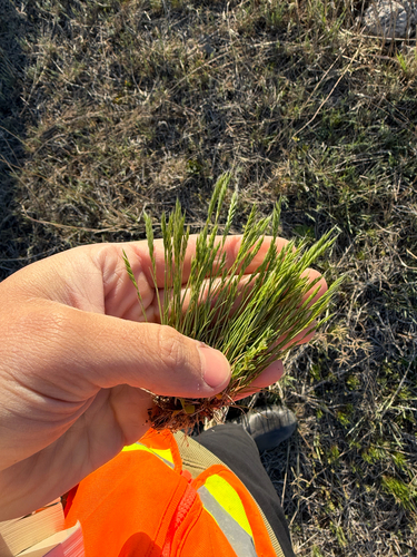 sixweeks grass