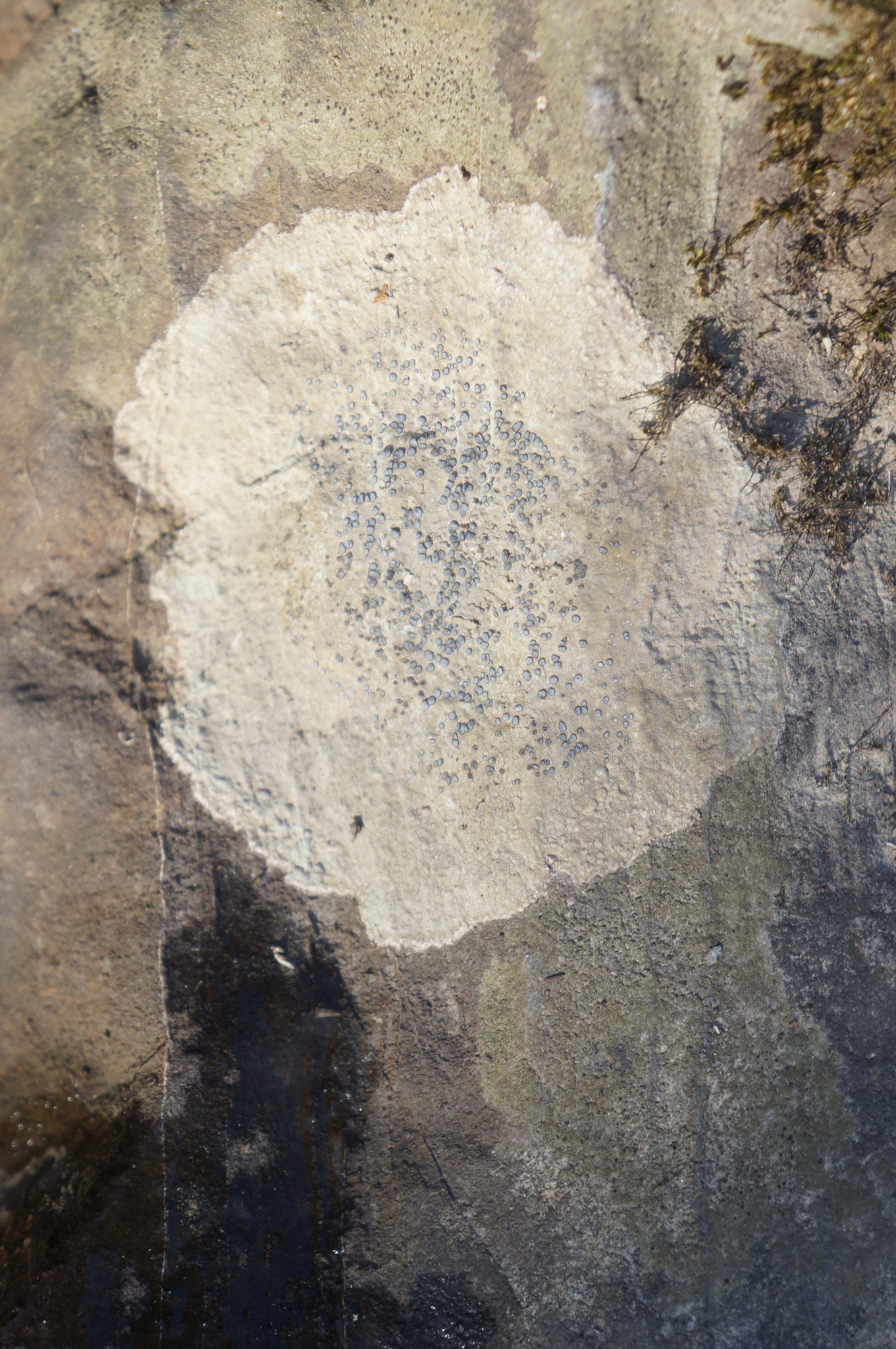 Porpidia image