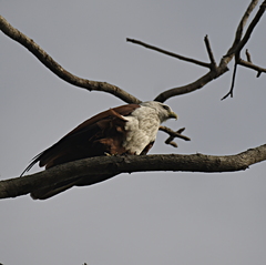 Haliastur indus