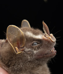 Pacific Tent-Making Bat photo 2