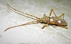 Eburia