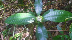 Palicourea glomerulata