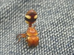 Cephalotes umbraculatus