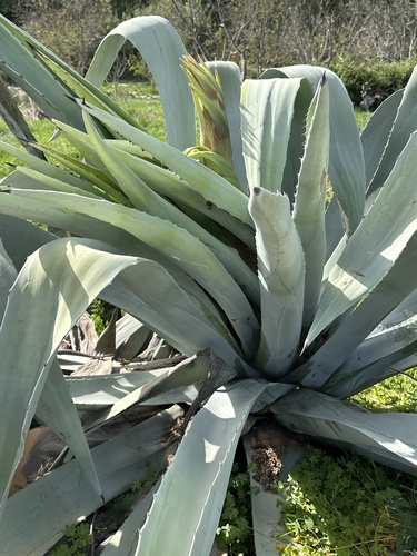 Avistamiento Pita (Agave americana)