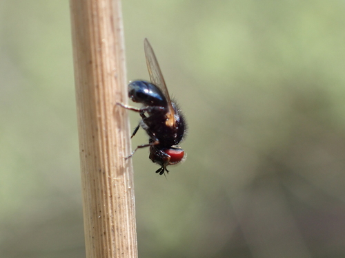 Anthracine Hoverfly