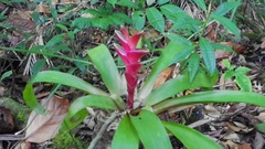 Tillandsia heliconioides